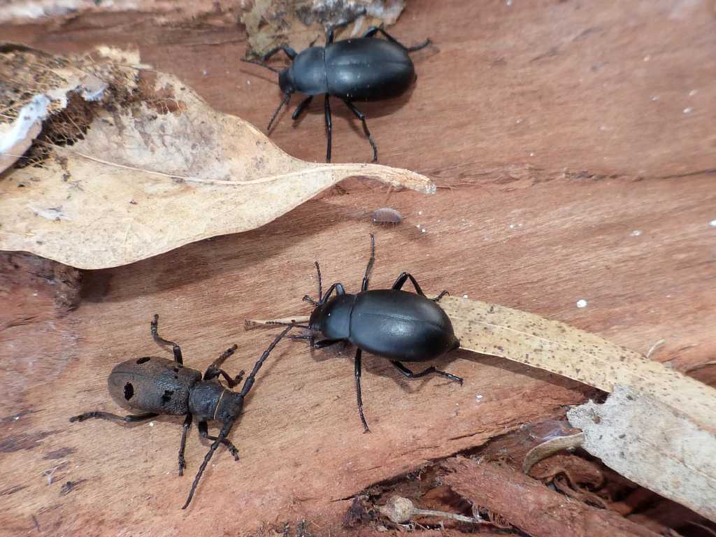 Herophila tristis e Blaps (gibba?)  - Torrimpietra (RM)